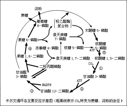  p> a>卡尔文 /a>循环(calvin cycle),一译 a href="#" data-lemmaid=