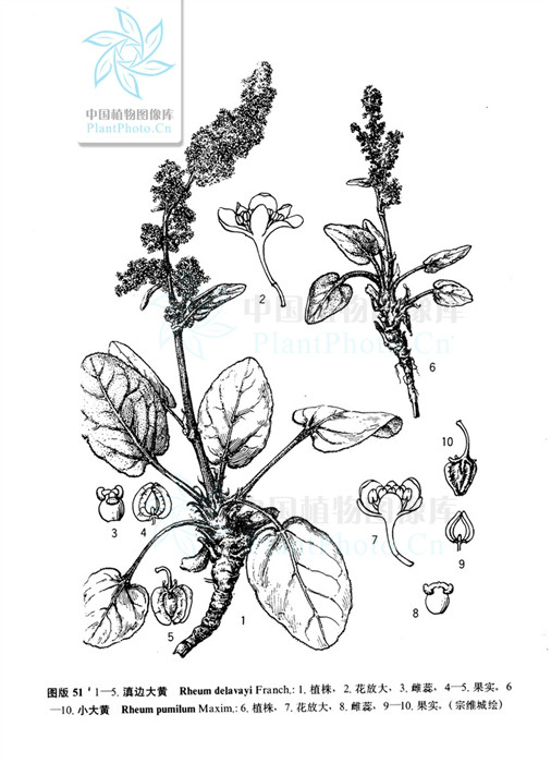  p>滇边大黄(学名: i>rheum delavayi  /i>franch.