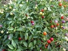  p data-id="gnas4wkcfu">彩椒病毒病是彩椒的主要病害,种类很多,危害