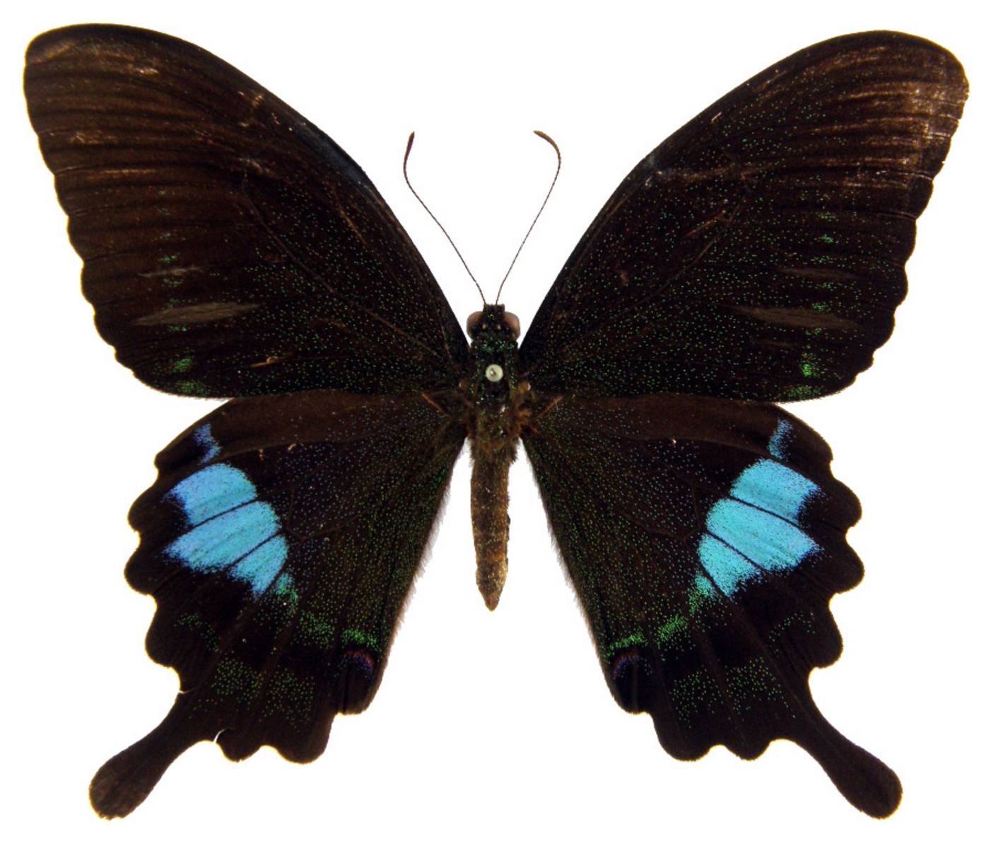  p>巴黎翠凤蝶(学名: i>papilio paris /i>)中型凤蝶,躯体黑褐色,散布