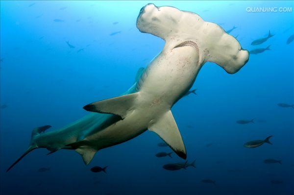 scalloped hammerhead