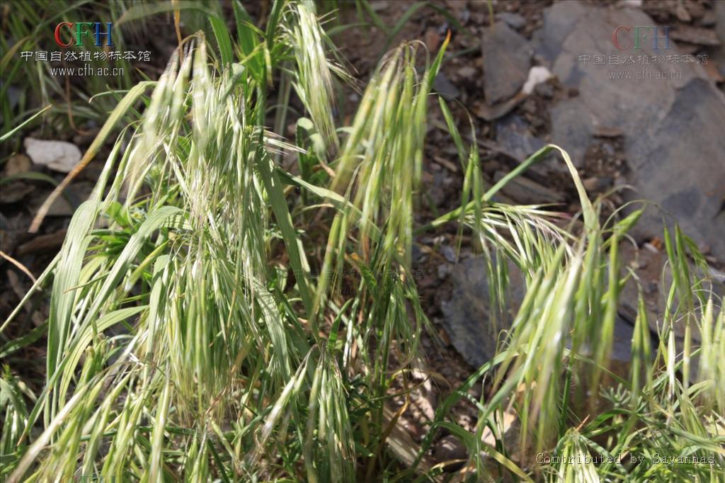  p>山羊草属(学名:aegilops linn.