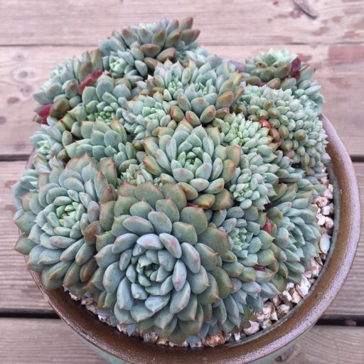  /a>拟石莲属 a target="_blank" href="/item/多肉植物/7506243"