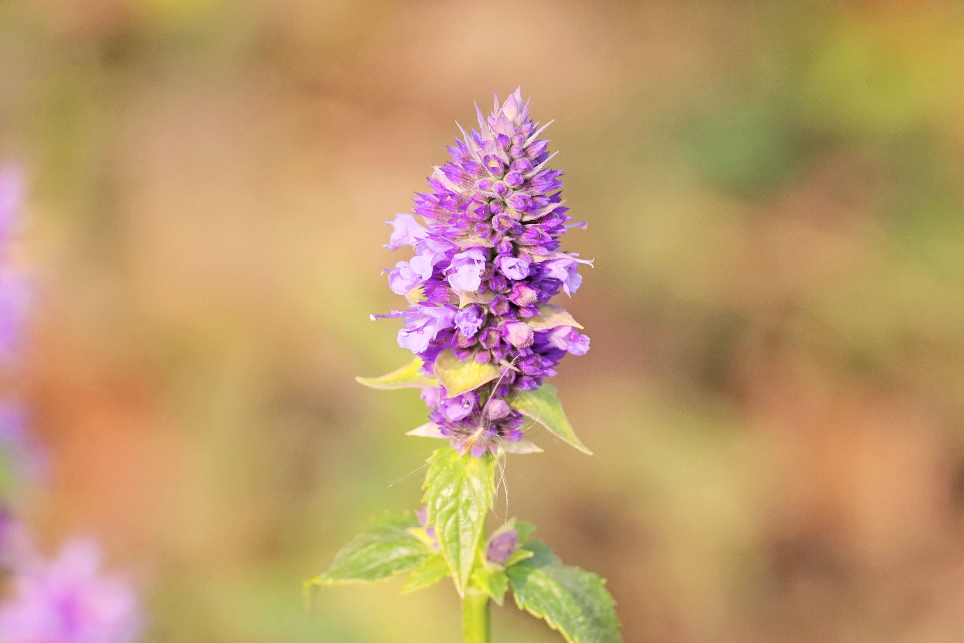 kuntze)是唇形科藿香属的多年生草本植物,茎部细柔毛,下部无毛;夷心