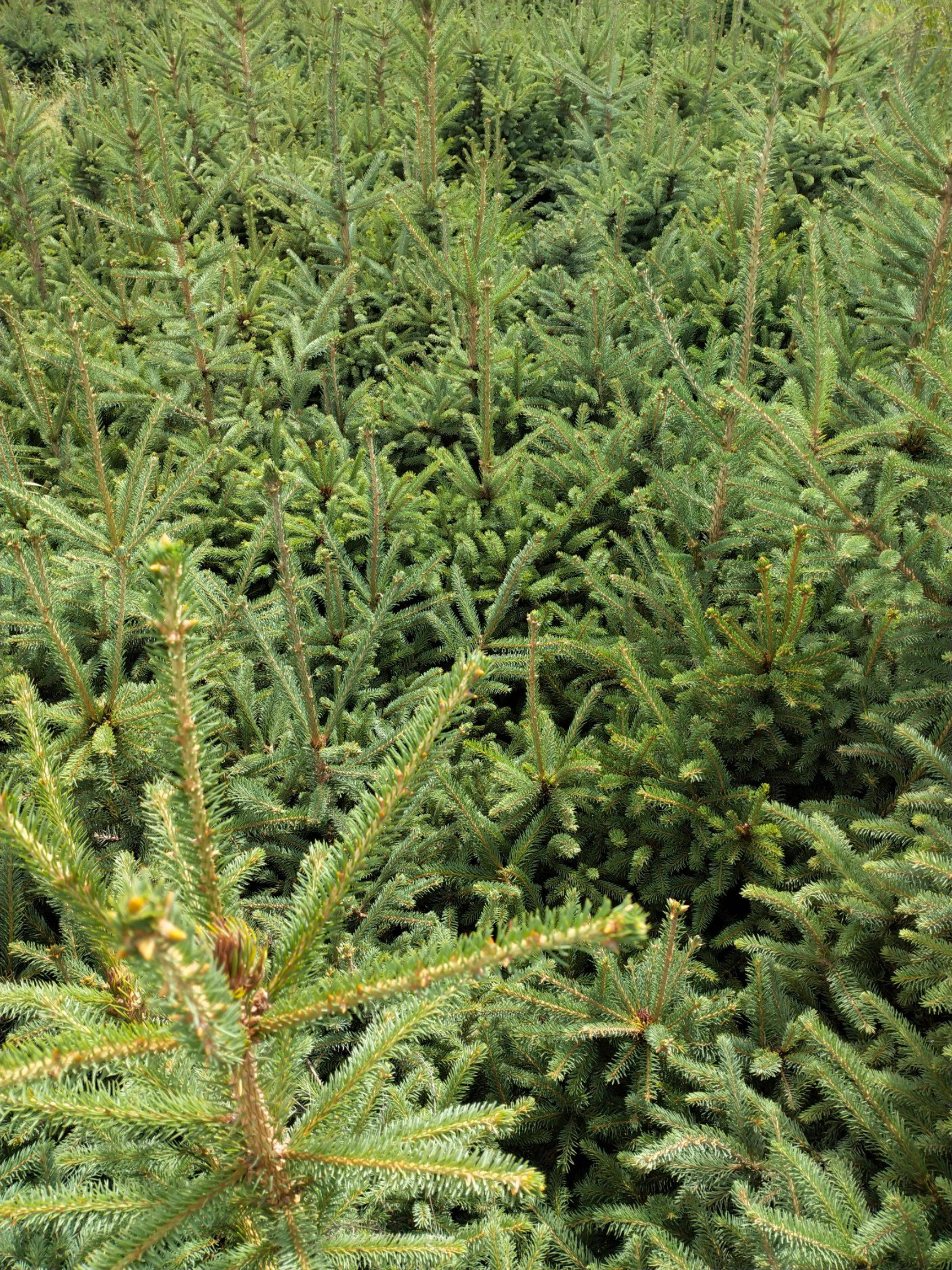 红皮云杉家系pkor08hlj027