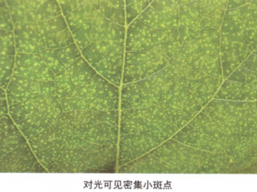 南瓜细菌性叶枯病