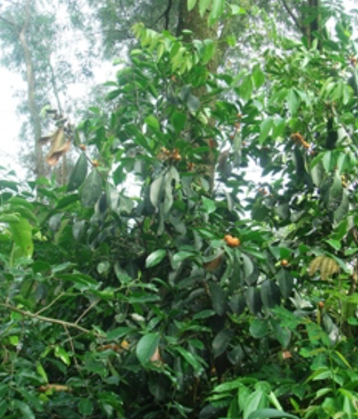 白树（大戟科白树属植物）_百度百科