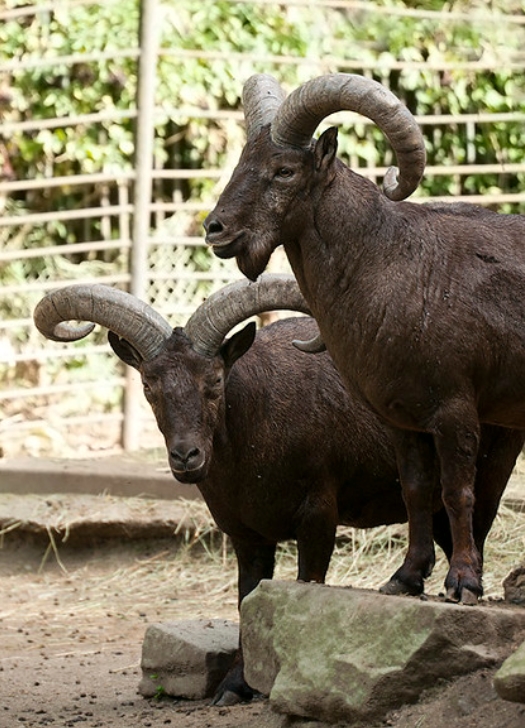 高加索羱羊(学名:  i>capra cylindricornis /i>):是偶蹄目,牛科,山羊