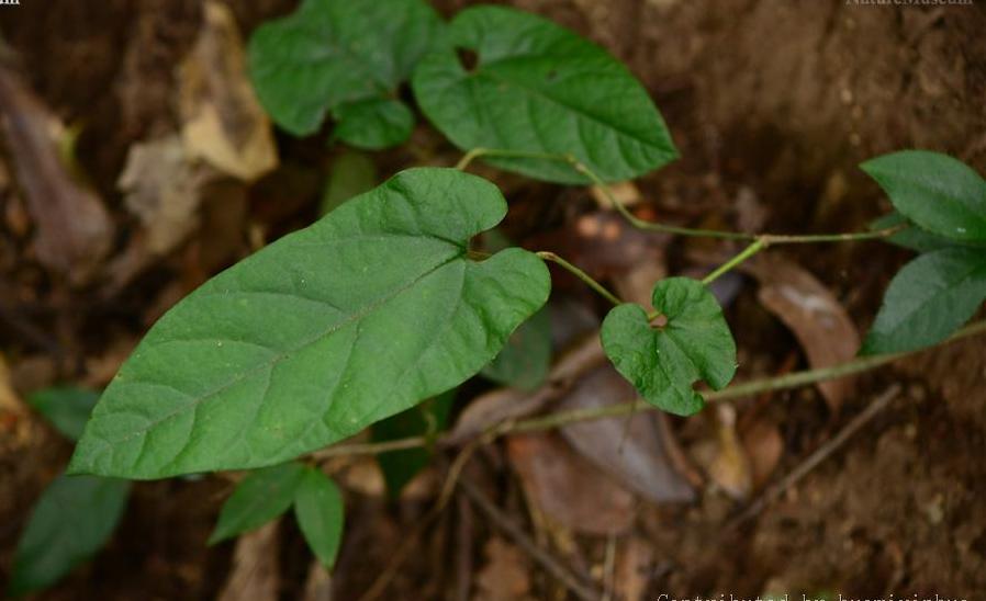 m.hwang) x.x.zhu, s.liao & j.s.ma)是马兜铃科,关木通属植物.