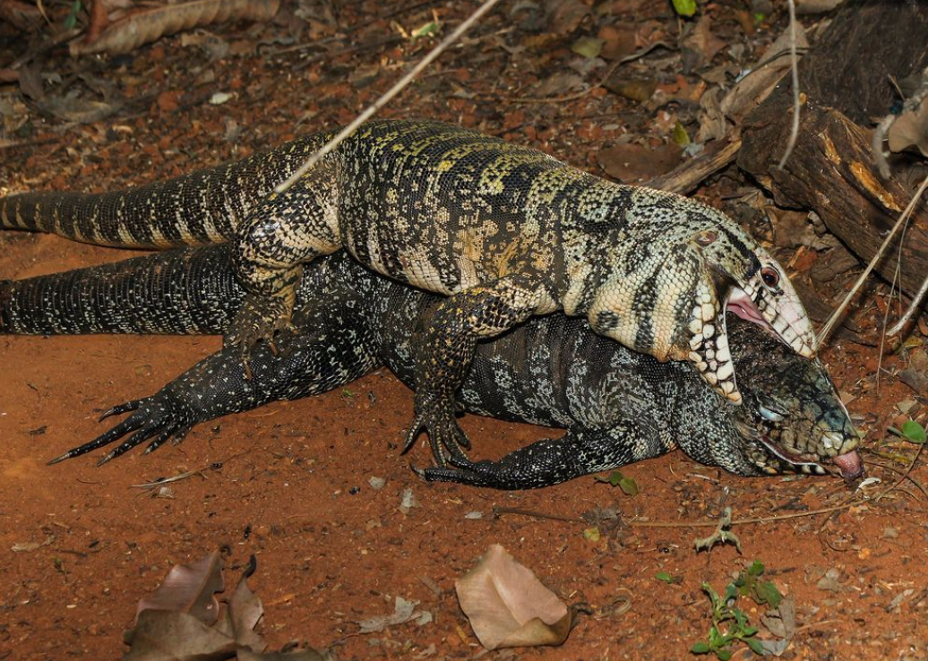阿根廷黑白泰加