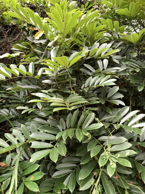 p data-id="go05x86fqz">厚果崖豆藤(学名: i>millettia pachycarpa 