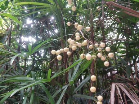 棕竹（棕榈科棕竹属植物）_百度百科