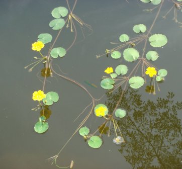 荇菜_百度百科