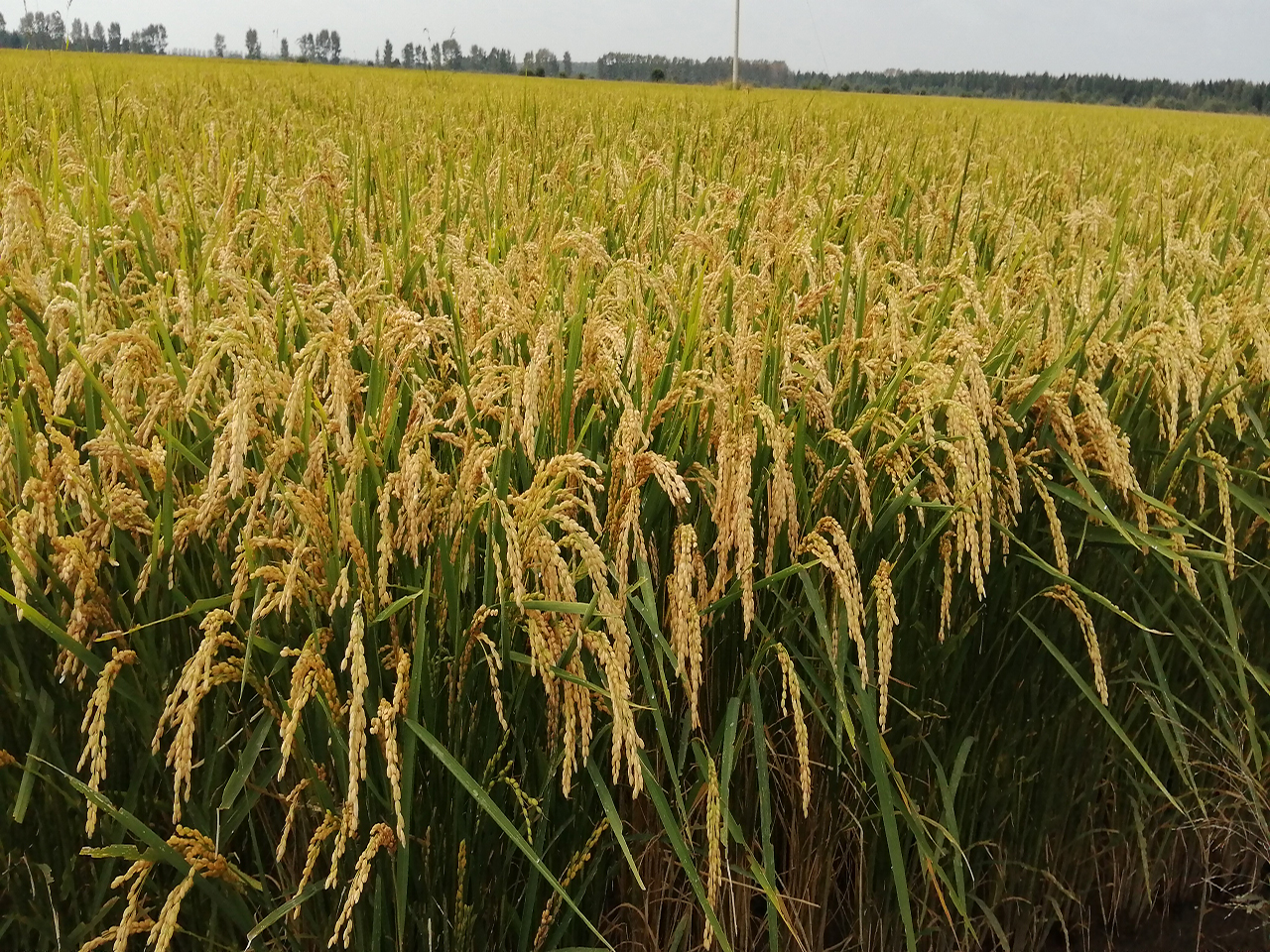 href="/item/水稻/21285" data-lemmaid="21285">水稻 /a>品种,剑叶