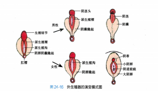有时被称为阴阳人或双性人,指那些出生时的性特征(包括生殖器官,性腺