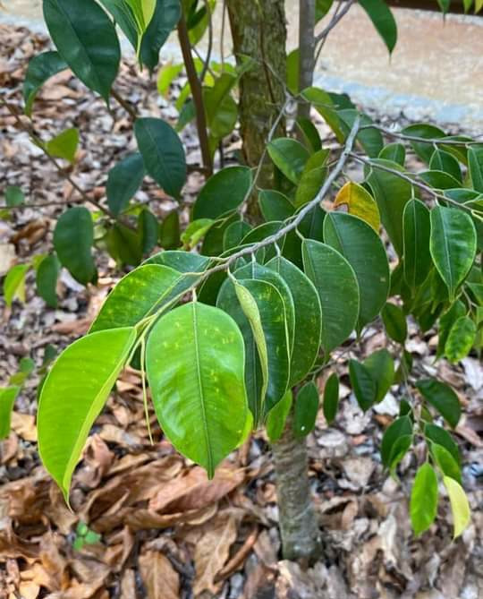f.gaertn.)是龙脑香科,冰片香属植物.