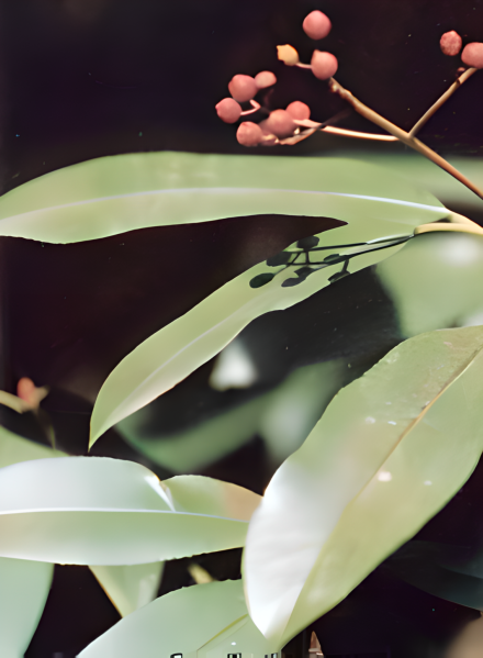石南（蔷薇目蔷薇科植物）_百度百科