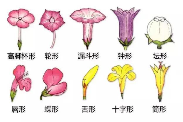 花冠 百度百科
