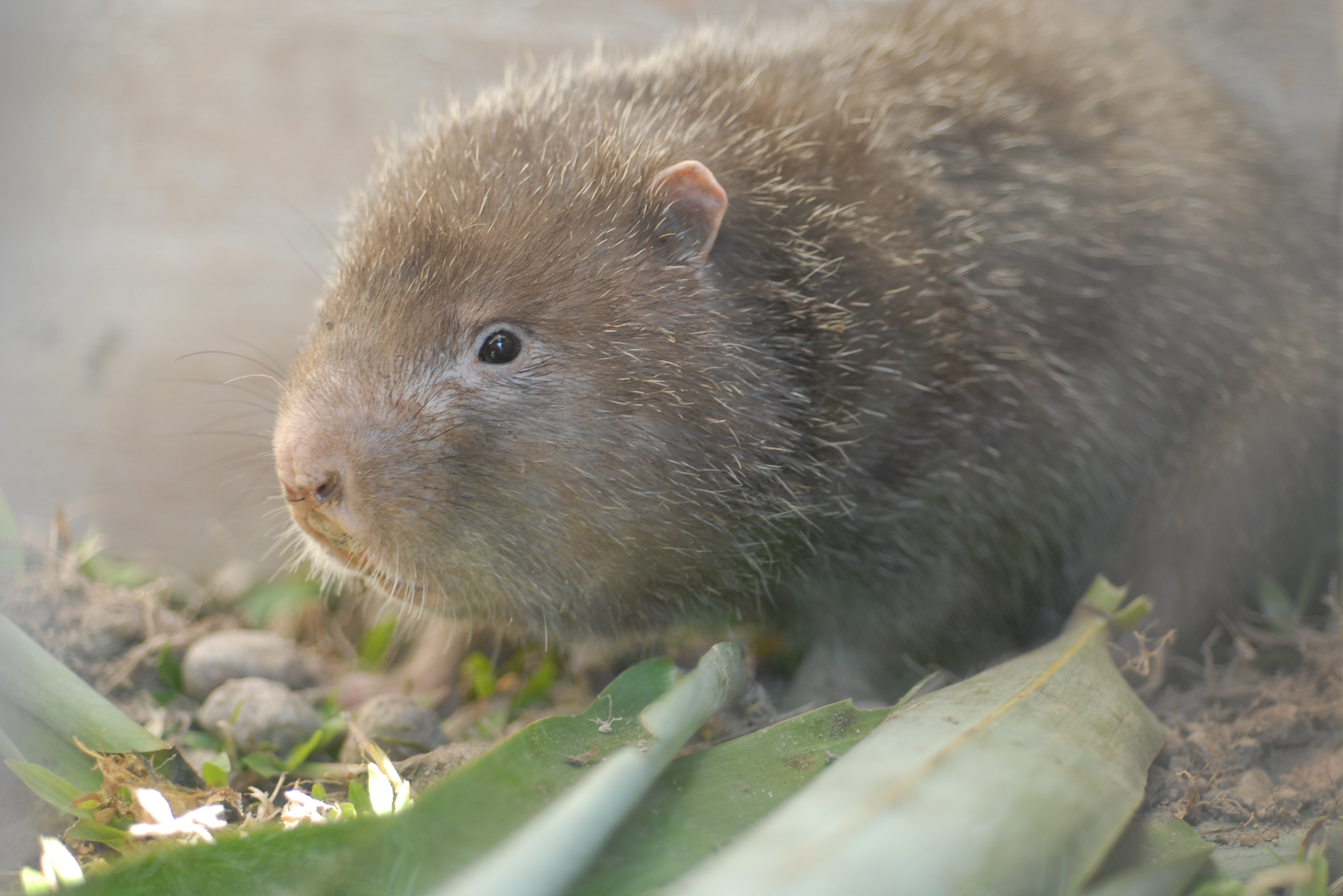 中华竹鼠福建亚种