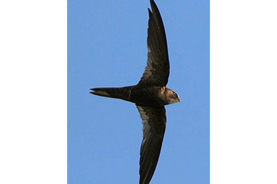 非洲黑雨燕