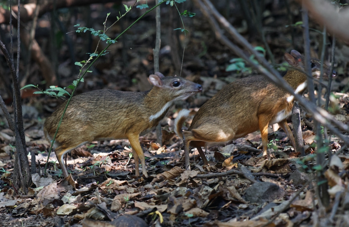 id="sly69tym6erw">小鼷鹿(学名: i>tragulus kanchil /i>):是鼷鹿 