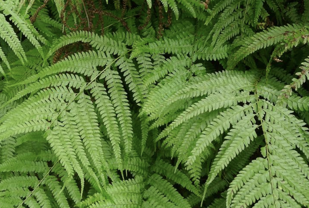  p>粗毛鳞盖蕨(学名: i>microlepia strigosa /i>  (thunb.) c.