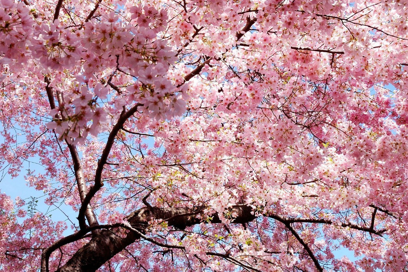 日本「樱花图鉴」：樱花有黄绿色的？可以吃的樱花又是什么品种_百科TA说