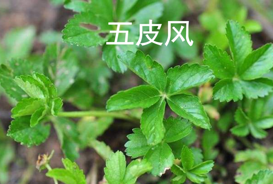 五匹风 我文武双全 是良药也是美食 百科ta说
