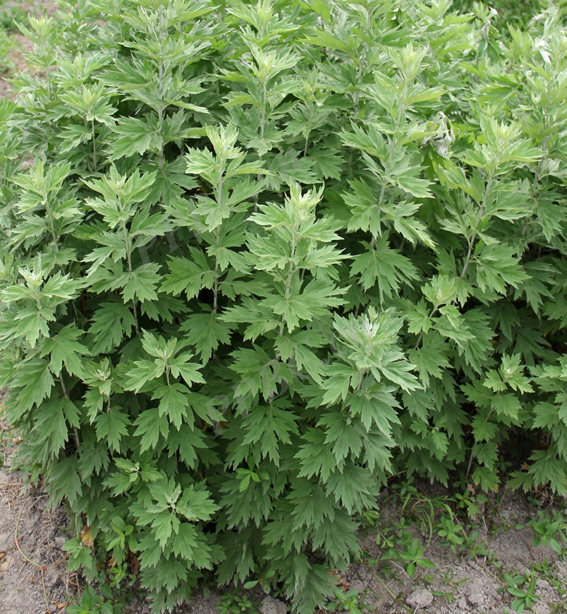  p data-id="gnbp8py13f">蕲春艾叶,是一种在湖北东南部生长多年的 a