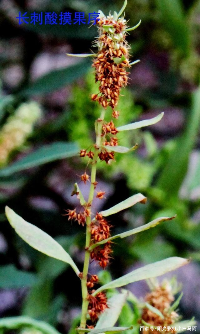 蓼科酸模的花、花序、花群、花序、果群、根、茎和叶原图_百科TA说