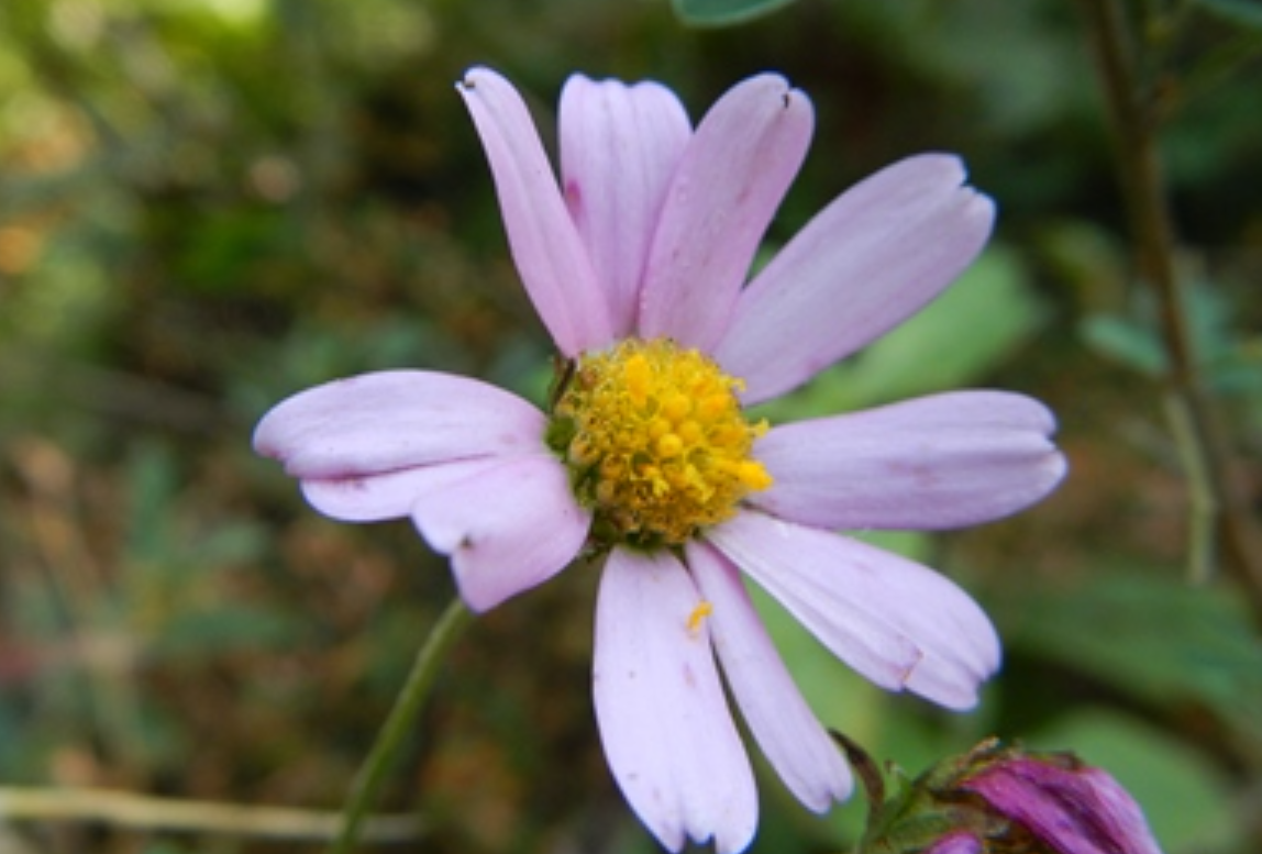  p data-id="gnbqrub9mj">小红菊( i>chrysanthemum chanetii /i> h.