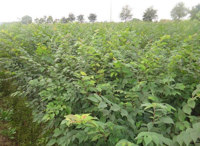  p>大果榉(学名: i>zelkova sinica  /i>schneid)是榆科,榉属乔木