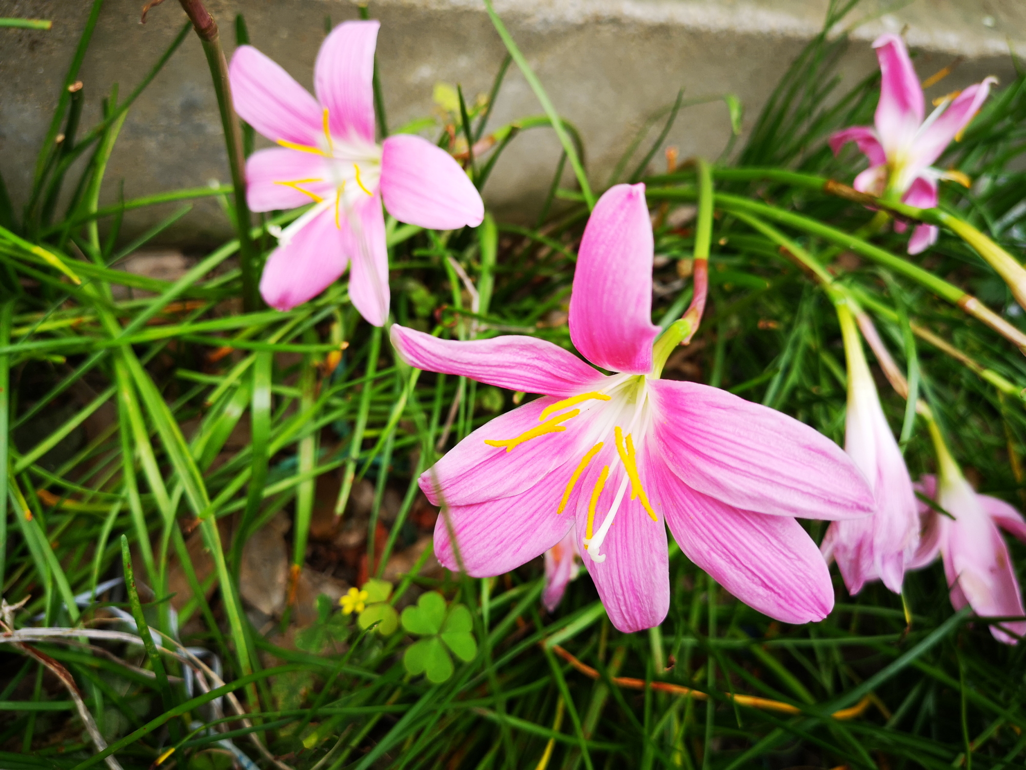 一场风雨，一片韭兰花盛开_百科TA说