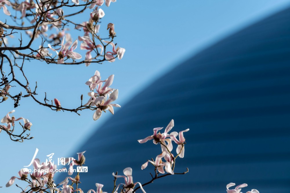 北京：玉兰花开 春意盎然_百科TA说