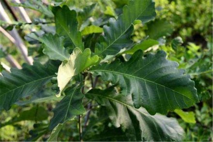 栓皮栎（壳斗科栎属植物）_百度百科