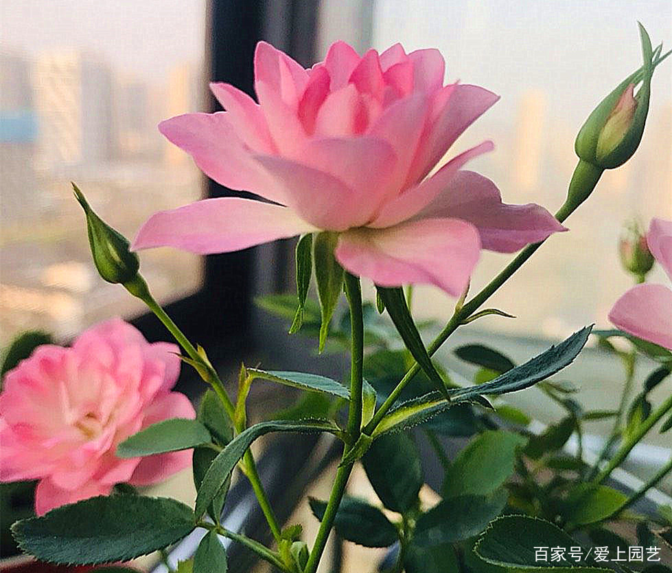 那些最不像月季的月季 你们是哪位花神派来的卧底 百科ta说