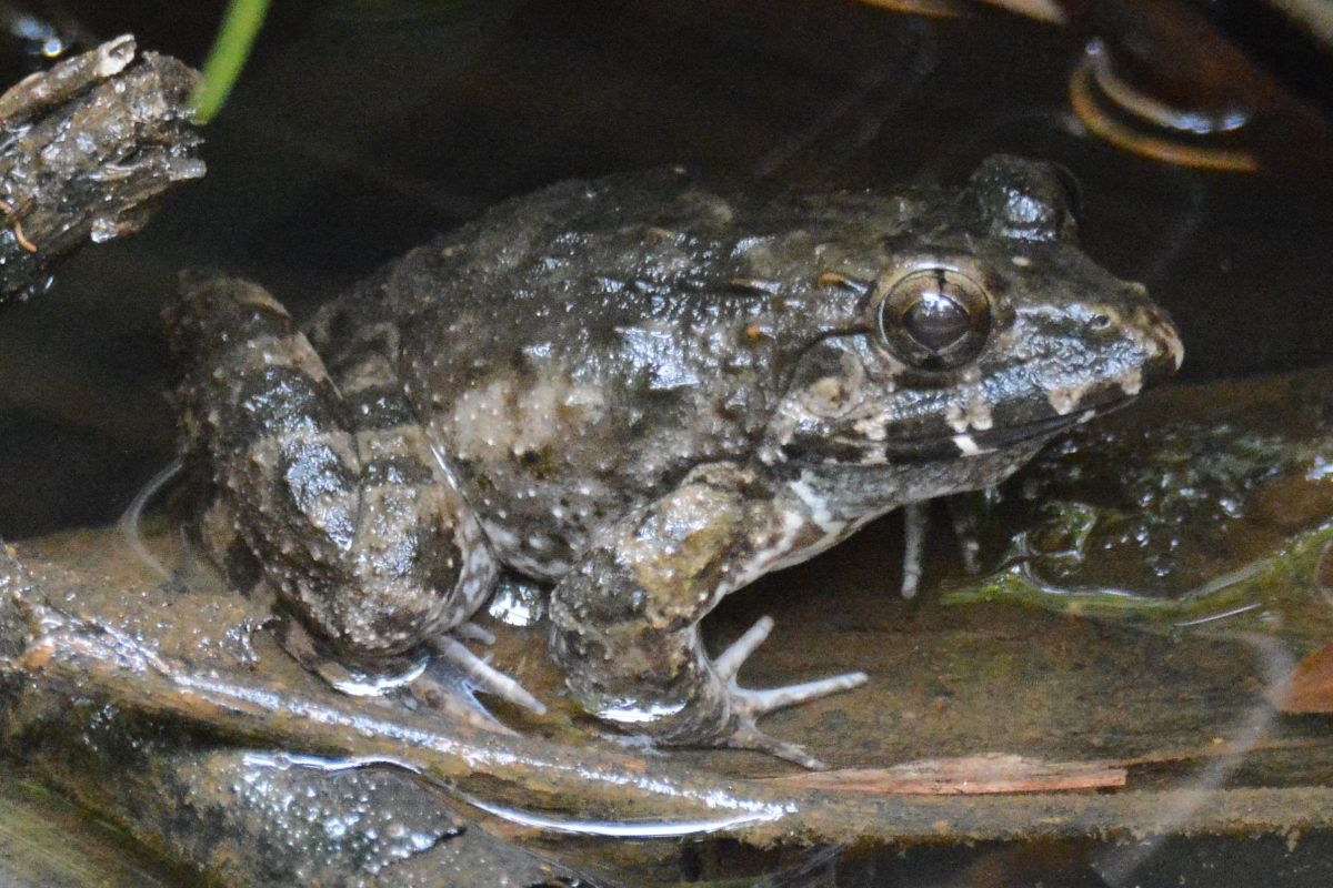  p>海陆蛙(学名: i>fejervarya cancrivora /i>)是叉舌蛙科,陆蛙属的 