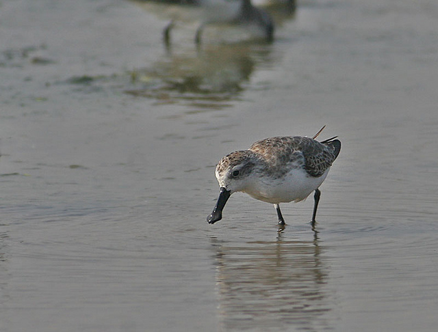 spoon-billed sandpiper