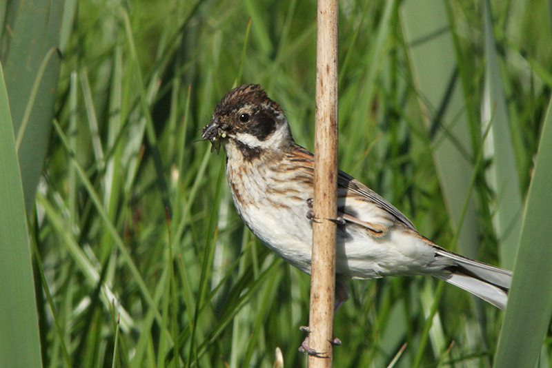 emberiza schoeniclus schoeniclus