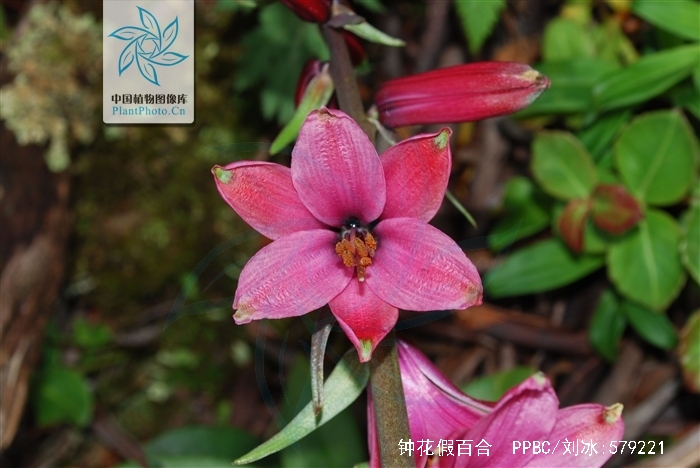  p>小鳞茎多数 i>(notholirion campanulatum) /i>是百合科草本植物