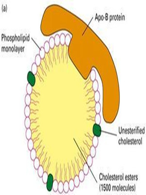  p>脂蛋白(lipoprotein)是一类由富含固醇脂, a href="#" data-lemma
