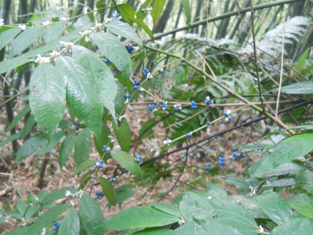 cautleya gracilis (smith) dandy