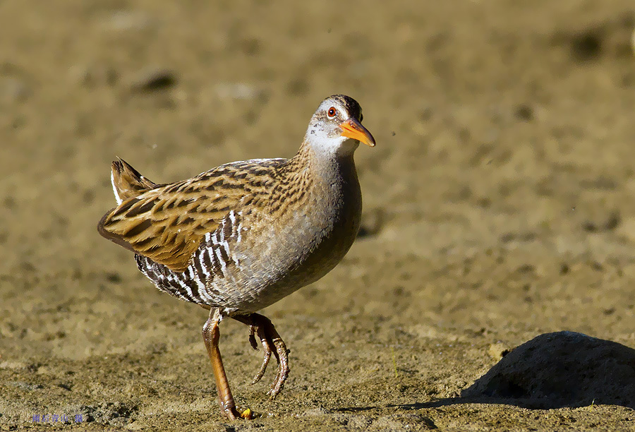  p>纯色秧鸡是一种中型 a target="_blank" href="/item/涉禽/26822"