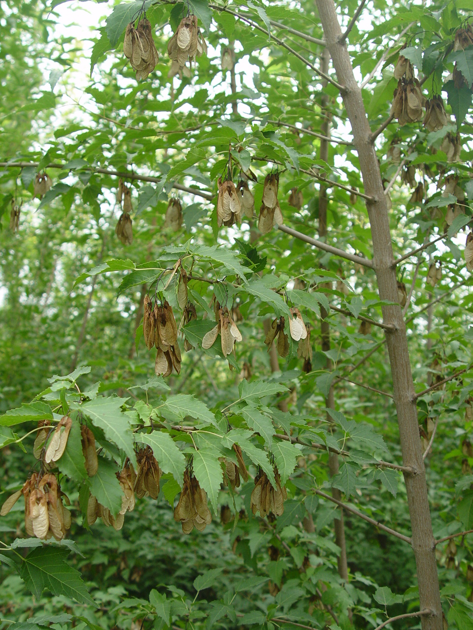  p>茶条槭(学名: i>acer tataricum /i> subsp.
