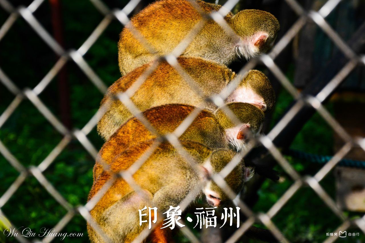  p>福州动物园位于福州市 a target="_blank" href="/item/晋安区