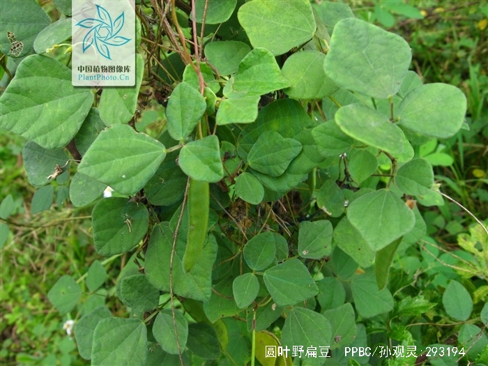 圆叶野扁豆