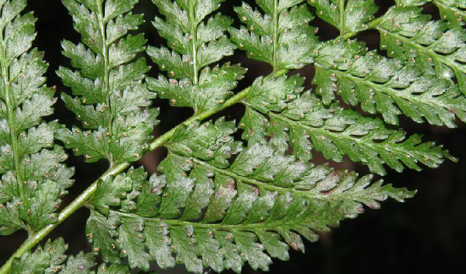 monachosorum flagellare (maxim.) hay.