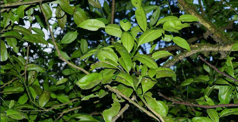  p>红河橙(学名: i>citrus hongheensis /i> ye et al.