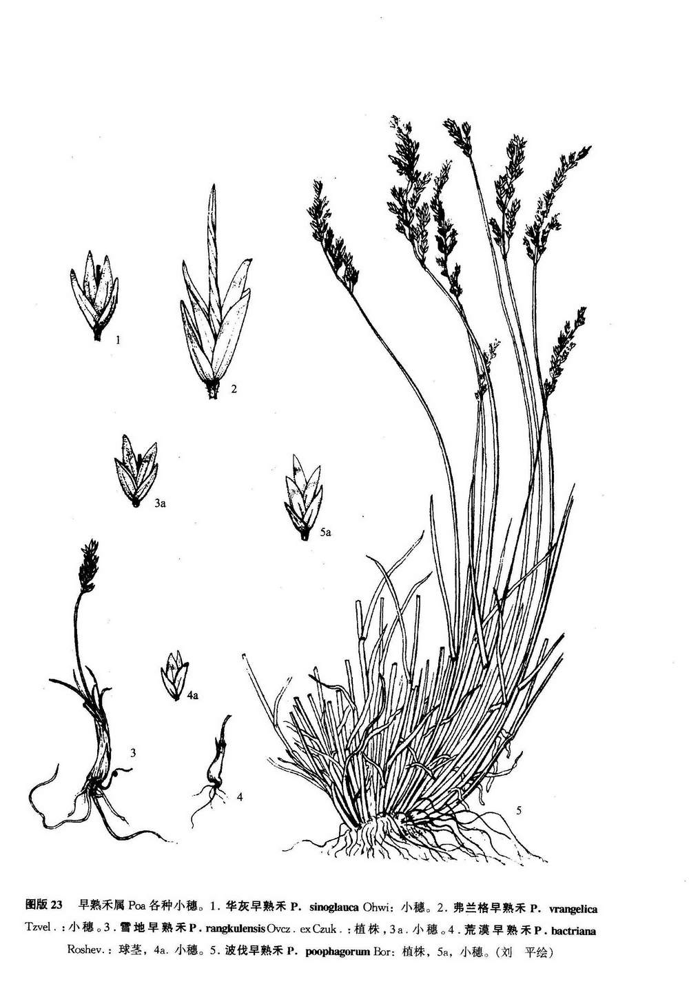  p>雪地早熟禾 poa rangkulensis ovcz. &amp; czukav.