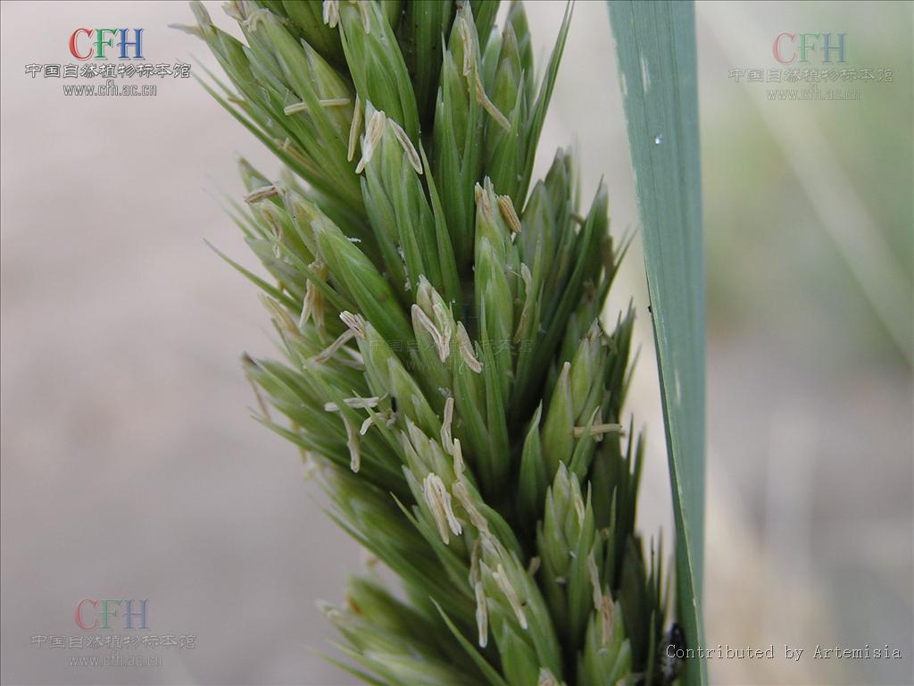  p>赖草属是被子植物门小麦族下的一个属,约30余种,分布于北半球温寒